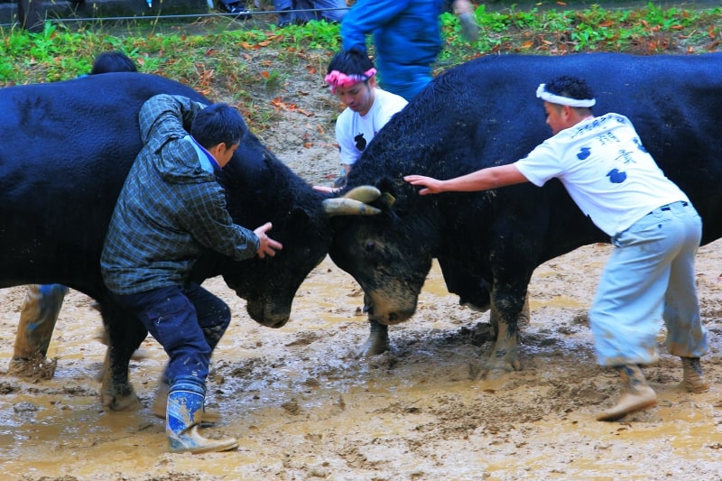 長岡、牛の角突き